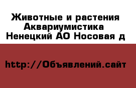 Животные и растения Аквариумистика. Ненецкий АО,Носовая д.